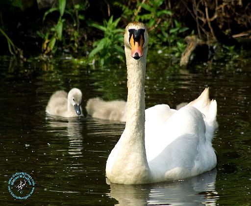 Mute Swan 9R054D-143.JPG